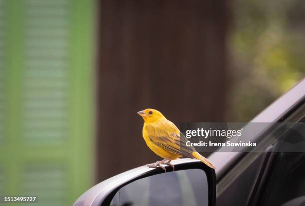 canary bird - canary bird stock pictures, royalty-free photos & images