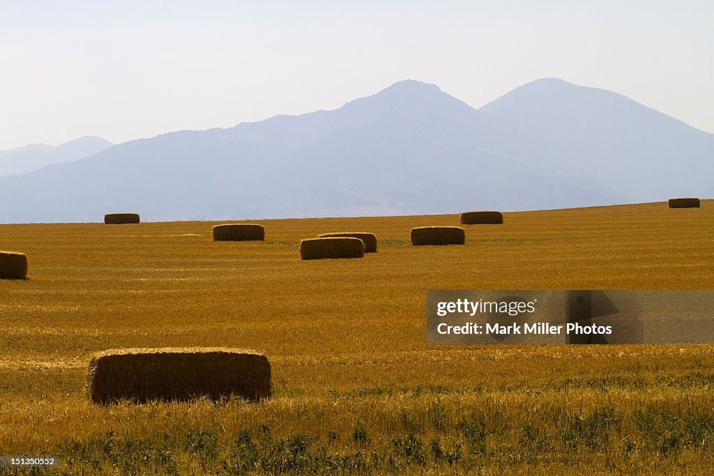 Hay Fields Montana