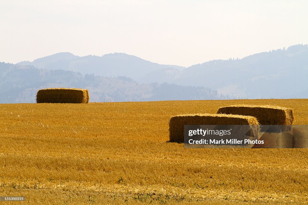 Hay Fields Montana