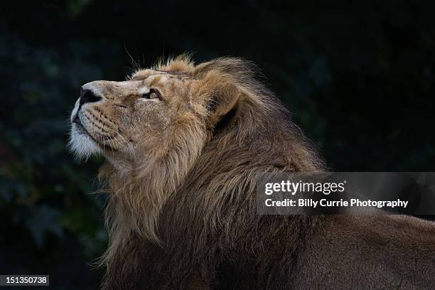 lion - lion feline bildbanksfoton och bilder