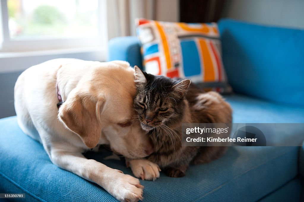 Dog and cat