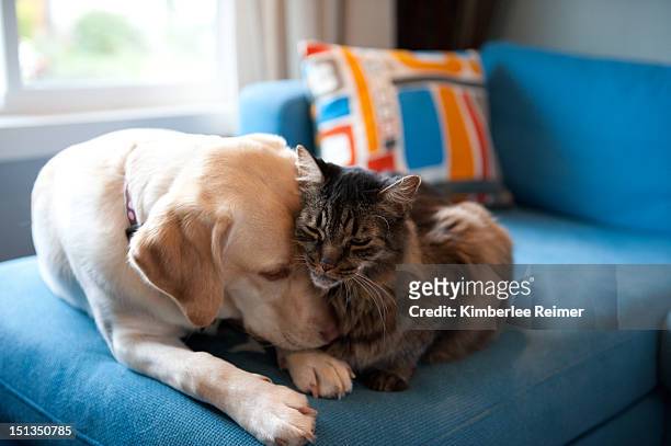 dog and cat - cat cuddle stockfoto's en -beelden