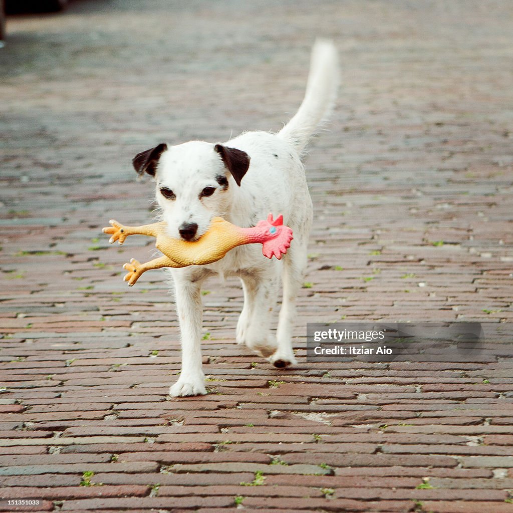 Chicken dog