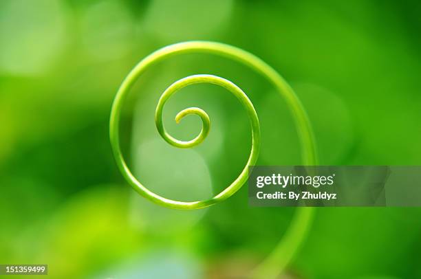 green spirals - leaves spiral stock pictures, royalty-free photos & images