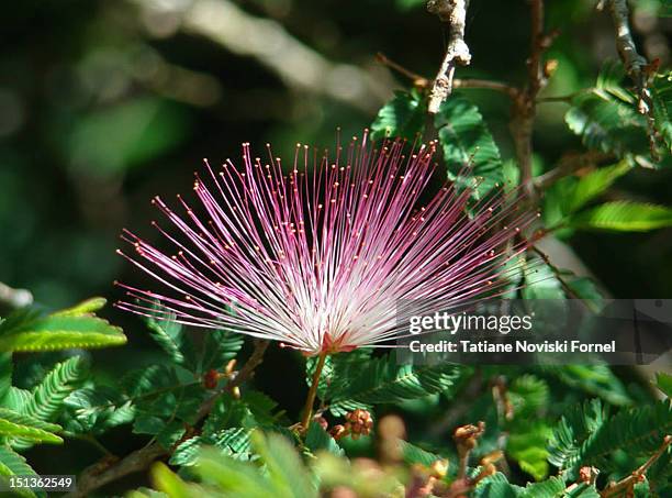 Callindra Calliandra Photos and Premium High Res Pictures - Getty Images