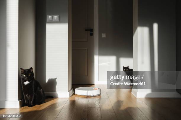 black cat staring at robot vacuum cleaner - 猫 影 ストックフォトと画像