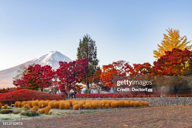 fuji mountain and red maple trees at momiji corridor at kawaguchiko lake in autumn, japan - momiji tree stock pictures, royalty-free photos & images