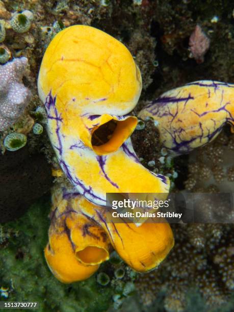 golden sea squirt ( polycarpa aurata ) or ox heart ascidian, on one of the many coral reefs around bangka island, in north sulawesi, indonesia - polycarpa aurata stock pictures, royalty-free photos & images