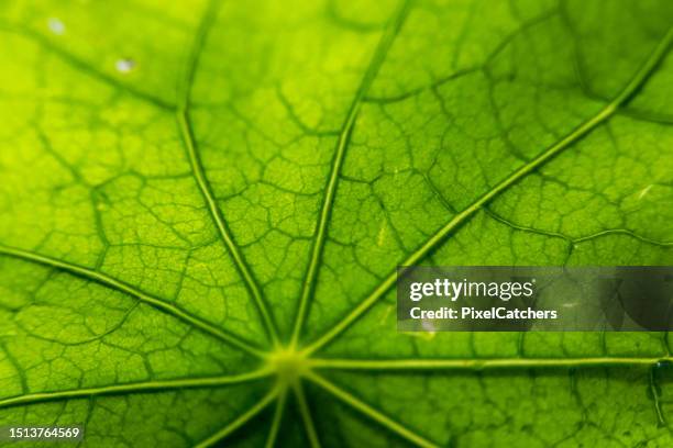 green leaf with veins backlit by sun - bladnerf stockfoto's en -beelden