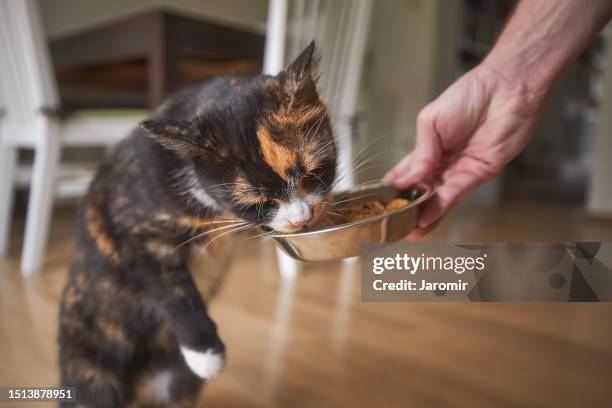 pet owner feeding his tabby cat - pet food foto e immagini stock