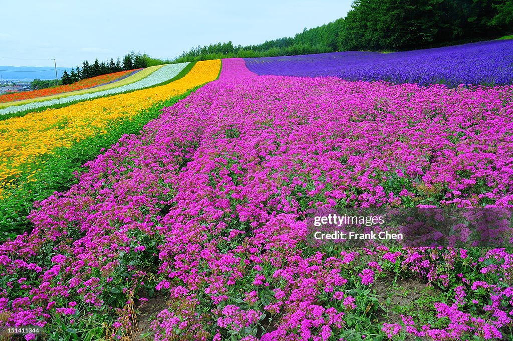 Furano lavender season