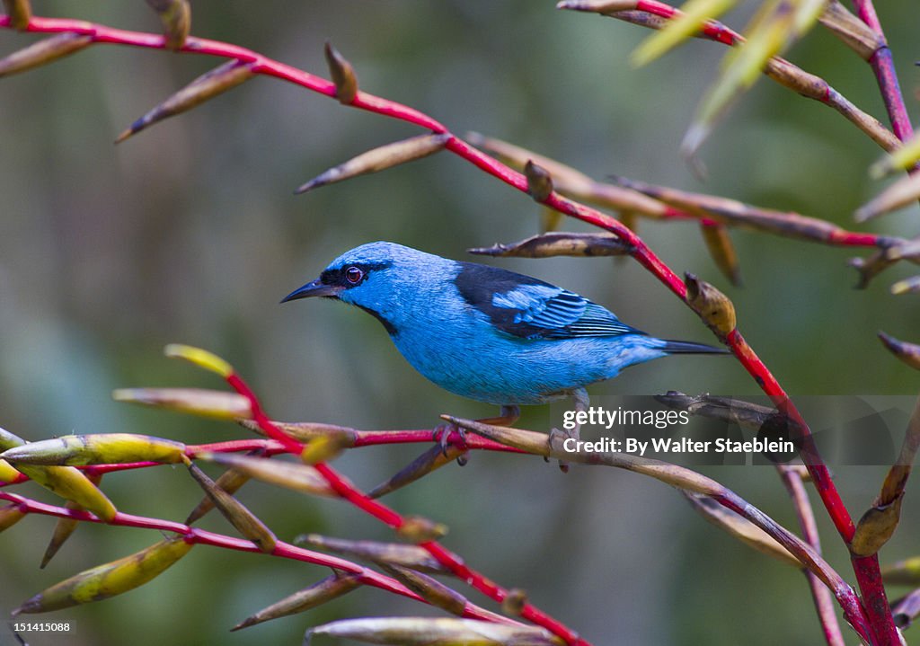 Male Blue Dacnis