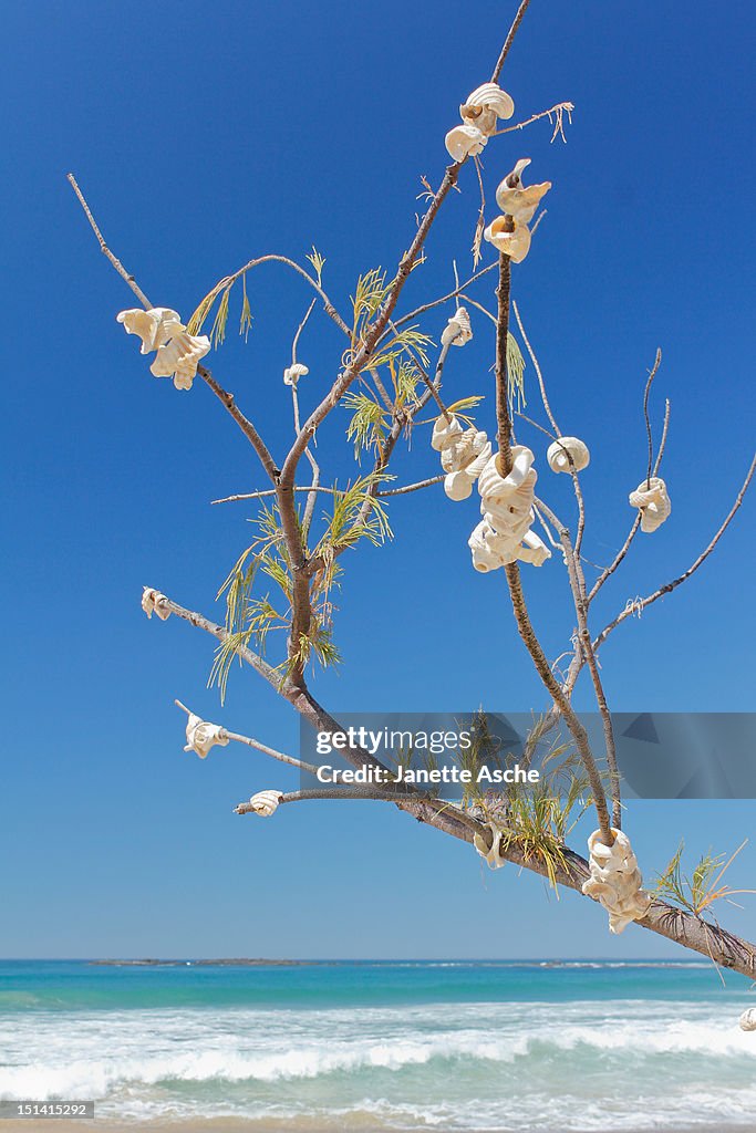 Shells on tree