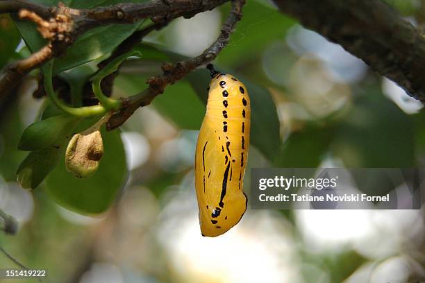 butterfly cocoon - pupa stock pictures, royalty-free photos & images