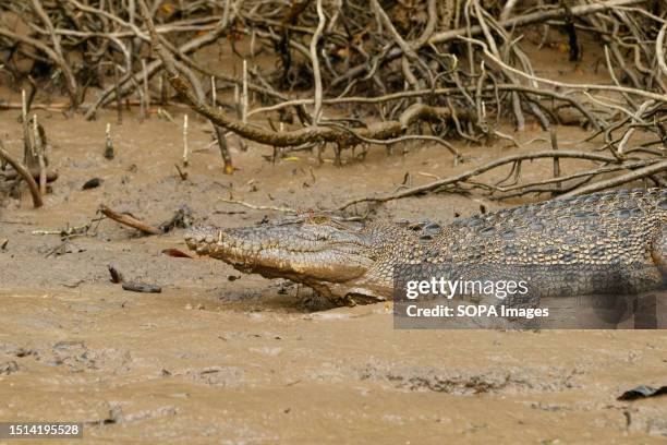 Female Estuarine Crocodile seen on the banks of the Daintree River in tropical Far North Queensland.