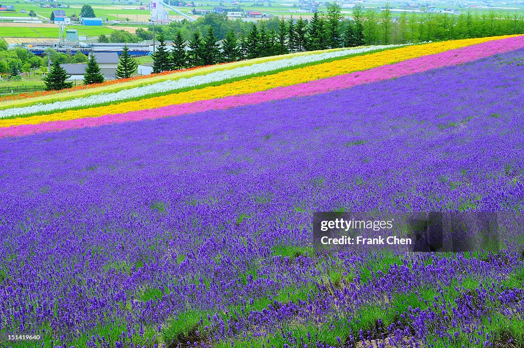 Furano lavender season