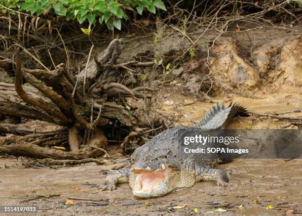Large male Estuarine Crocodile seen on the banks of the Daintree River in tropical Far North Queensland.