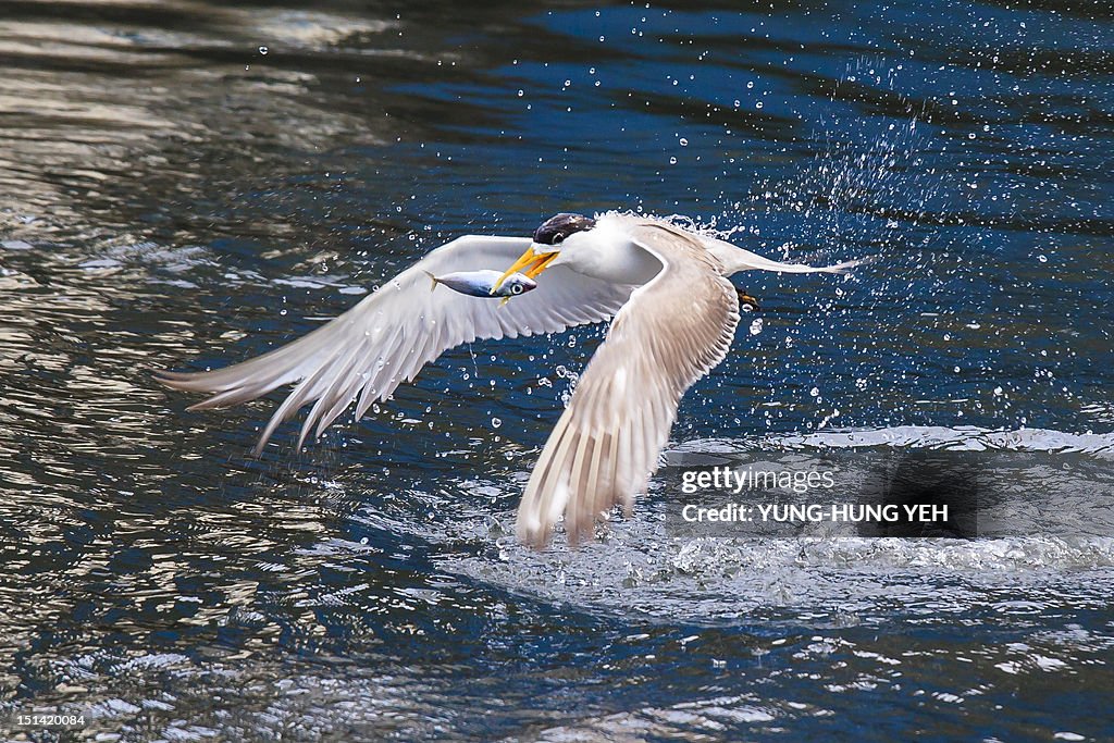 Great crested tern