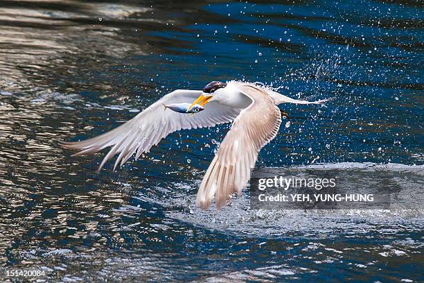 great  crested tern - great crested tern stock pictures, royalty-free photos & images