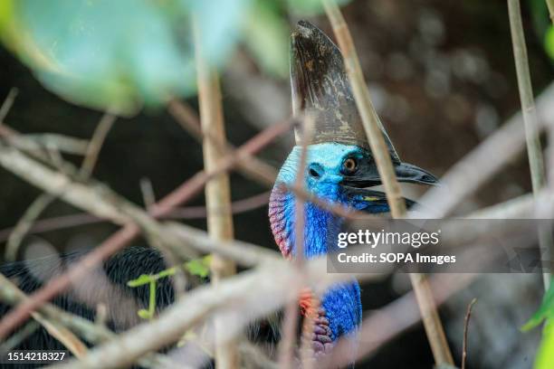 Female Southern Cassowary seen on the beach in Etty Bay, Queensland. Human-Cassowary altercations occasionally occur when the birds become habituated...