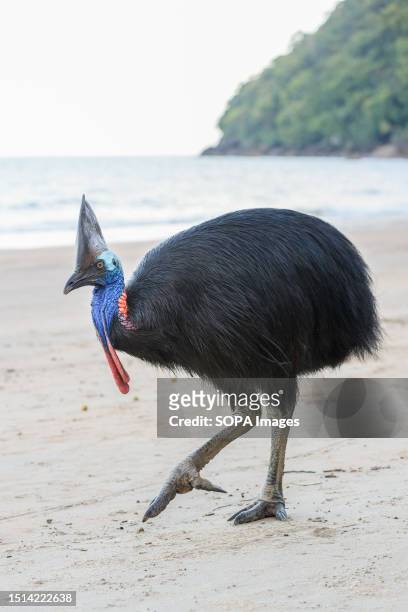 Female Southern Cassowary seen on the beach in Etty Bay, Queensland. Human-Cassowary altercations occasionally occur when the birds become habituated...