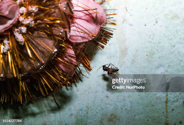 Scytodes is a genus of spitting spiders that is found in North America, Argentina, India, Australia, and New Zealand. It has six eyes instead of the...