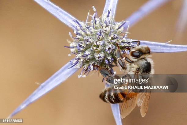 Worker bee gathers pollen and nectar from flowers at an apiary in Irbid in northern Jordan on June 20, 2023. Jordan's key tourism industry may have...