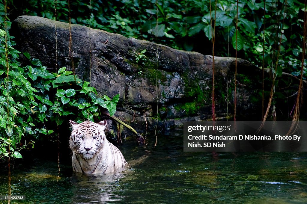 White tiger