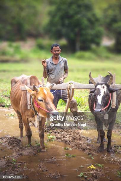 agricoltore indiano arando i suoi campi - haryana foto e immagini stock