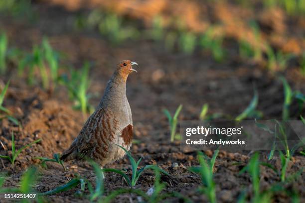 crowing male grey partridge (perdix perdix) - partridge stock pictures, royalty-free photos & images
