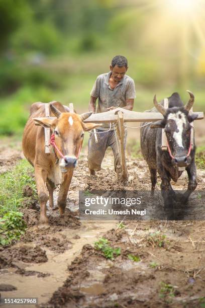 indian farmer ploughing his fields - asian ox stockfoto's en -beelden