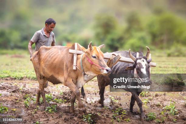 indio agricultor arando sus campos - uttarákhand fotografías e imágenes de stock