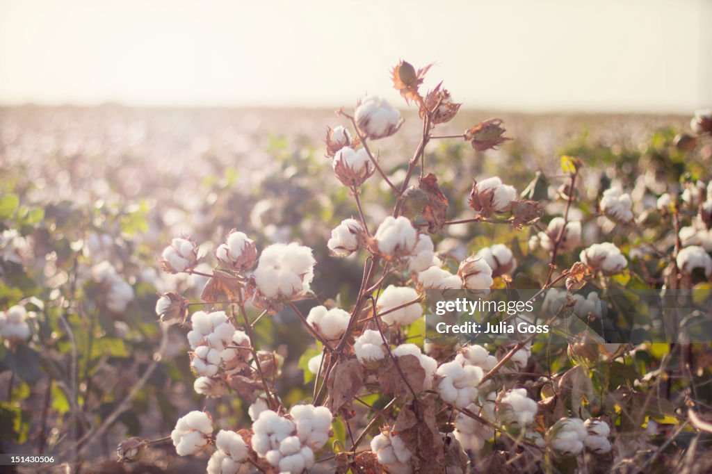 Cottonfield