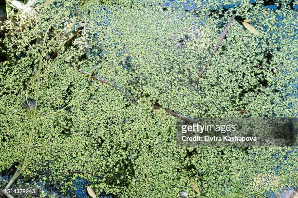 natural background from a green swamp, top view - spotted lake stock pictures, royalty-free photos & images