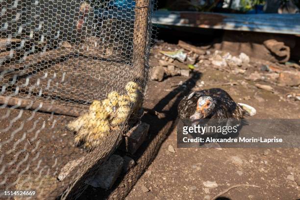 brown duck walking and quacking for her babies that are locked in a corral - ducking stock pictures, royalty-free photos & images