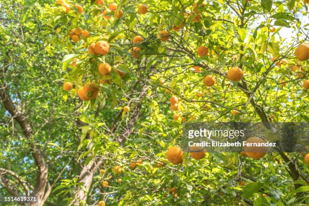 tangerine trees - seville oranges stock pictures, royalty-free photos & images