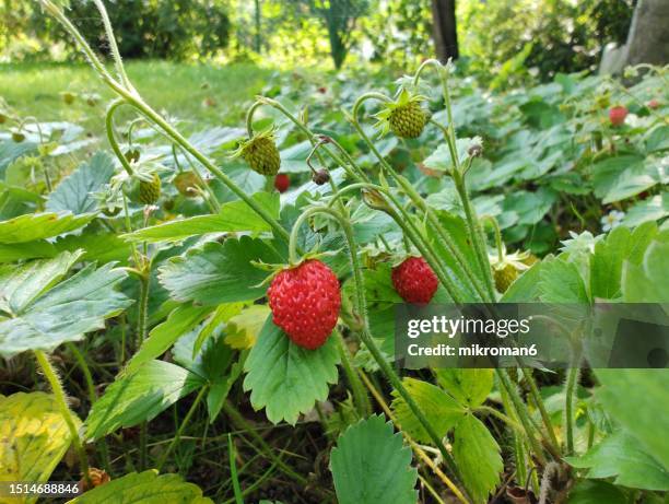 1,646 Wild Strawberry Plants Stock Photos, High-Res Pictures, and