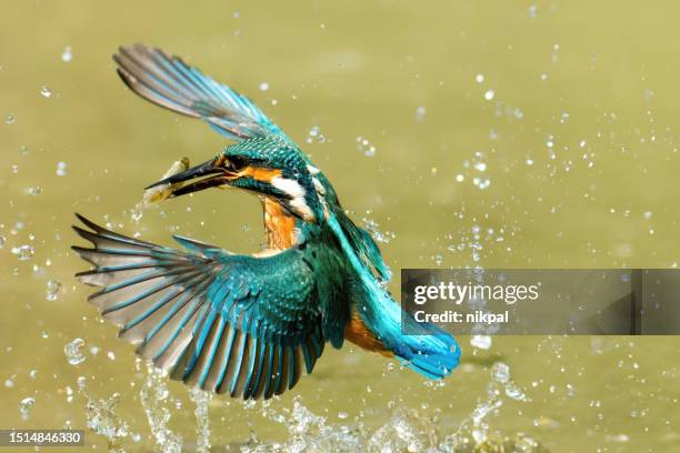 kingfisher in flight catching a fish - italy - fly casting stock pictures, royalty-free photos & images