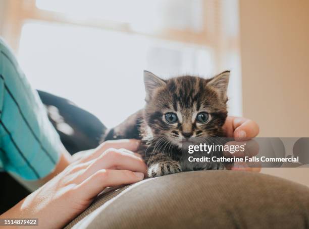a human cups their hands around a tiny kitten, that looks at the camera with bright blue eyes - animal sound stock pictures, royalty-free photos & images