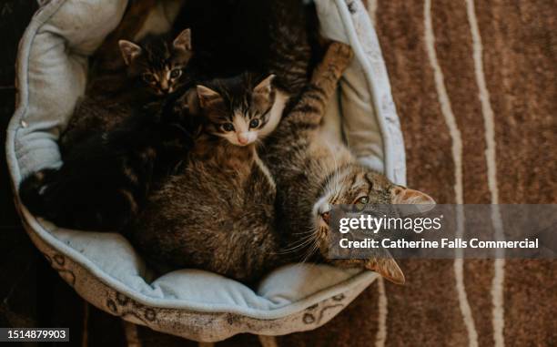 top down image of a mother cat cuddling with her kittens in a soft cat bed - pet food dish stock pictures, royalty-free photos & images