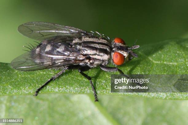 Housefly on a leaf in Markham, Ontario, Canada, on July 03, 2023.