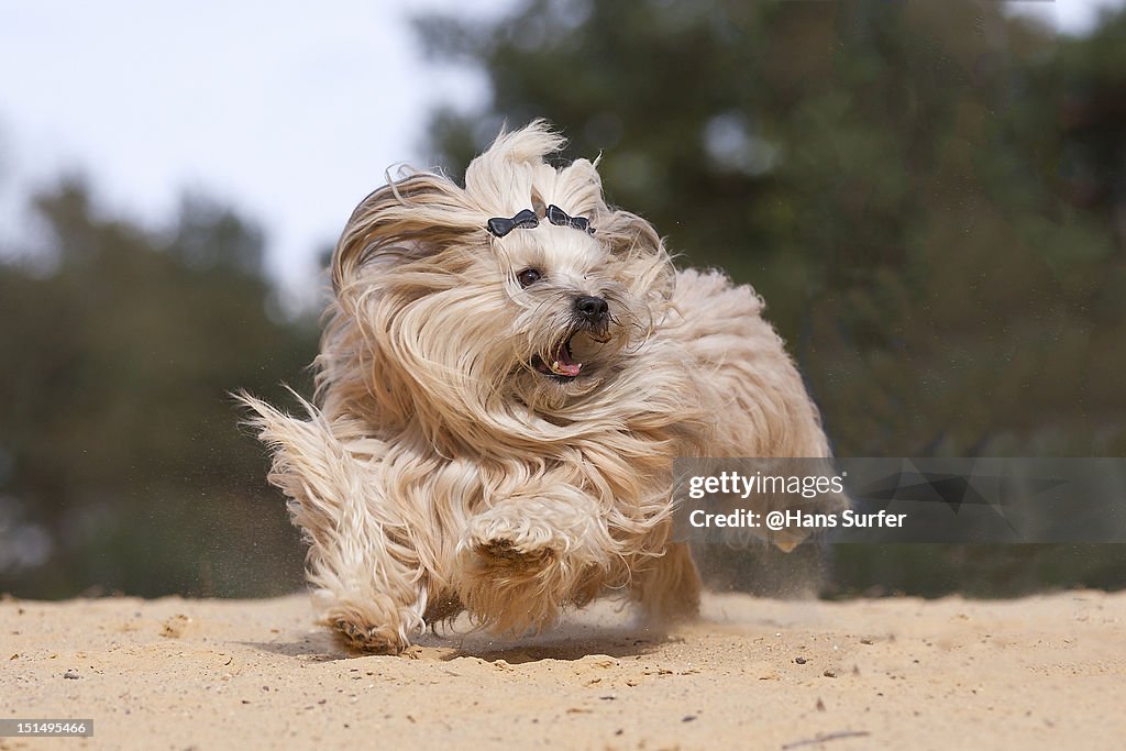 Running Havanese dog