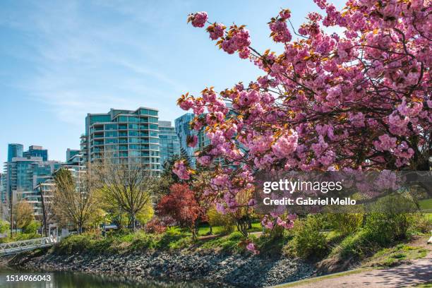 cherry blossoms trees in downtown vancouver - vancouver stock pictures, royalty-free photos & images