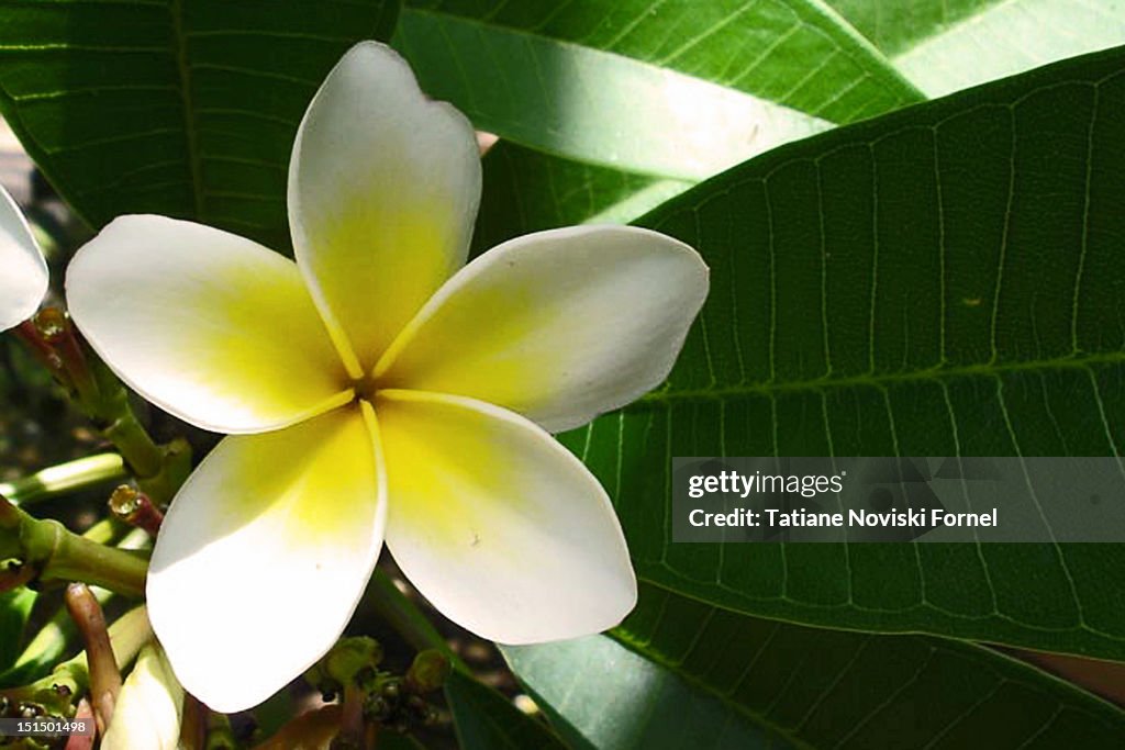 Jasmin flower