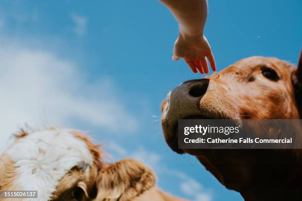 a child's hand reaches towards a cows nose - pats stock pictures, royalty-free photos & images