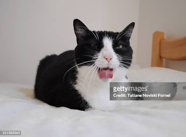 cat yawning - cat sticking out tongue stock pictures, royalty-free photos & images