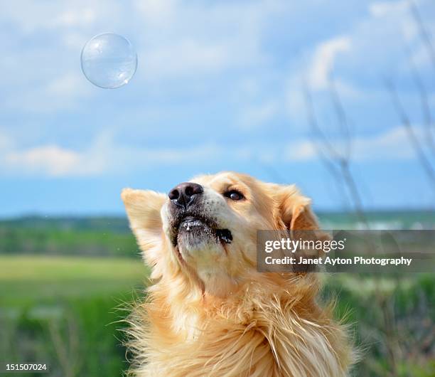 dog playing bubbles - grande prairie alberta photos et images de collection