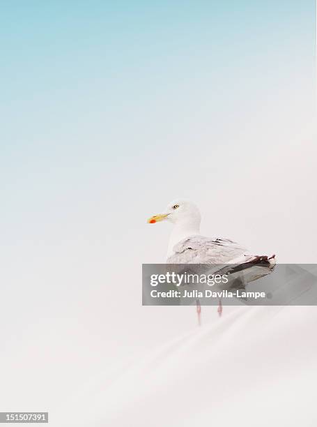 seagull - norderney photos et images de collection