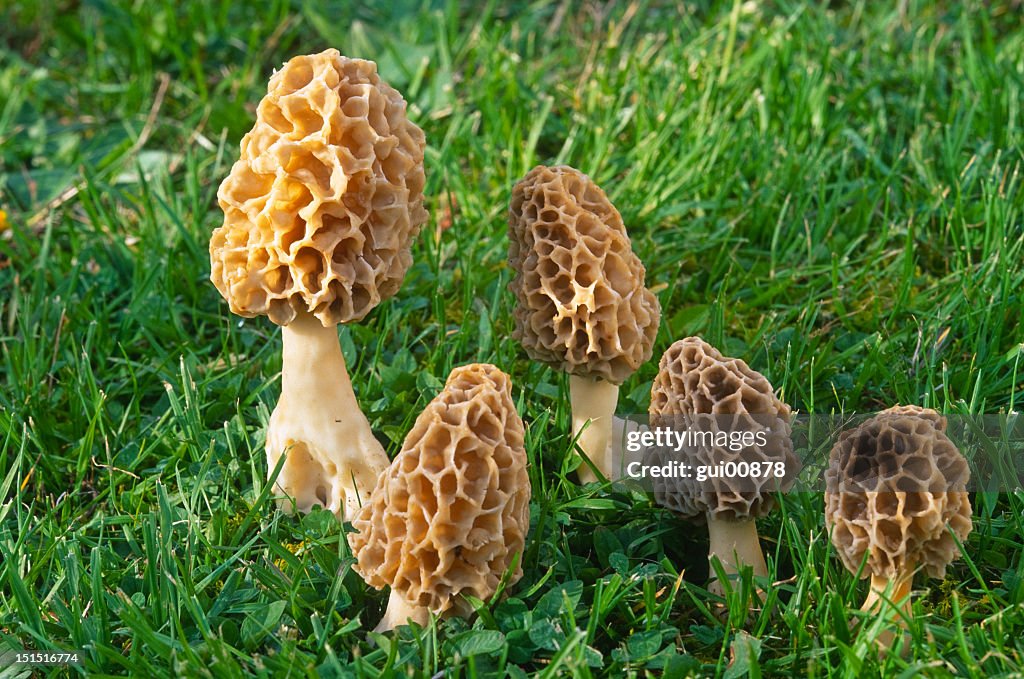 Group of Morilles Jaunes growing in green grass