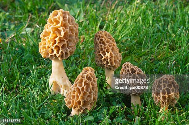 group of morilles jaunes growing in green grass - morel mushroom stock pictures, royalty-free photos & images